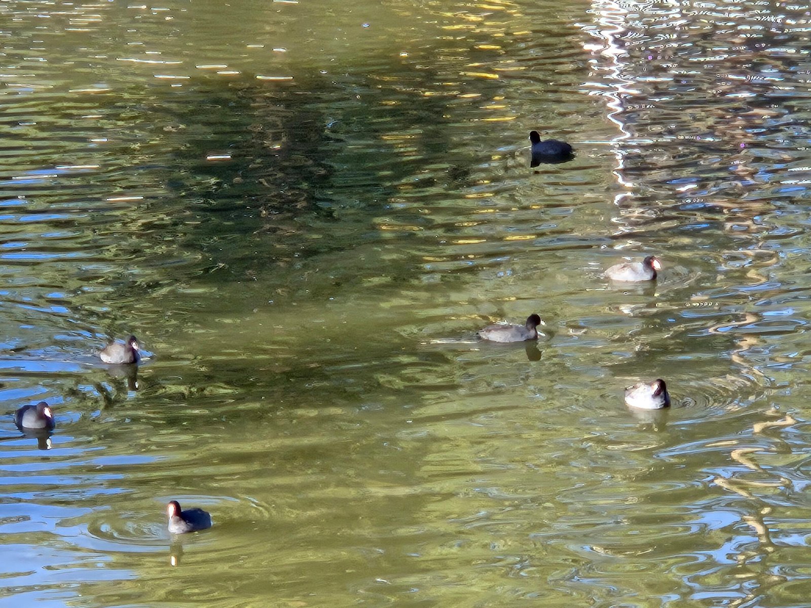 bb ducks 20251108 081435